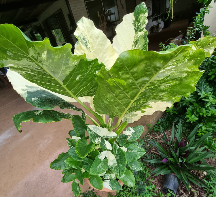 Alocasia Macrorrhiza Variegata