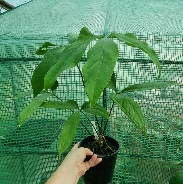 Anthurium Pentaphyllum