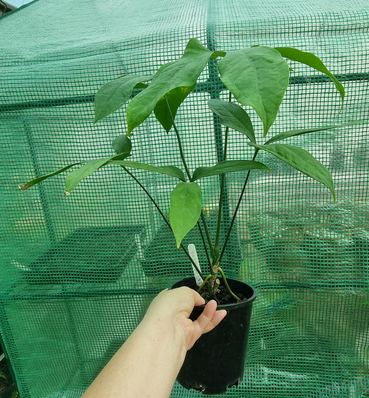 Anthurium Pentaphyllum