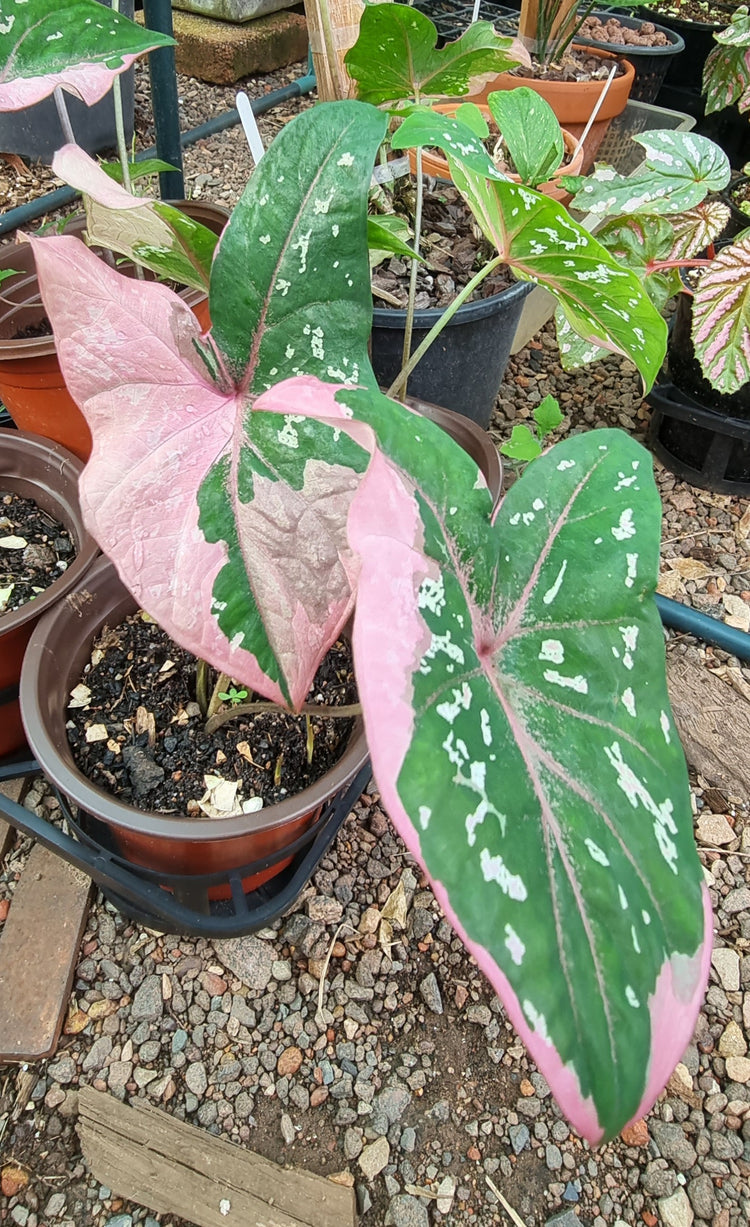 Caladium "Darwin Splash"