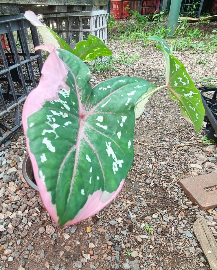 Caladium "Darwin Splash"