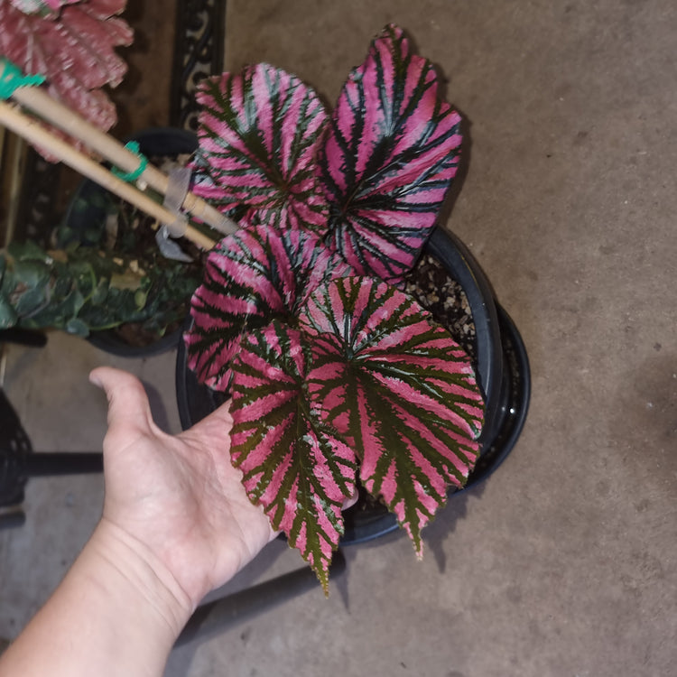 Begonia Brevirimosa