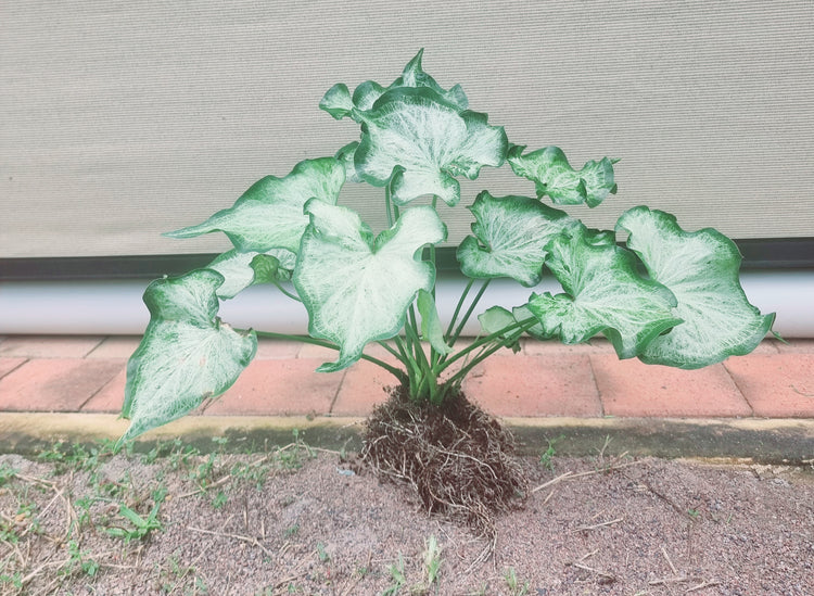 Caladium Bicolour "White Butterfly"