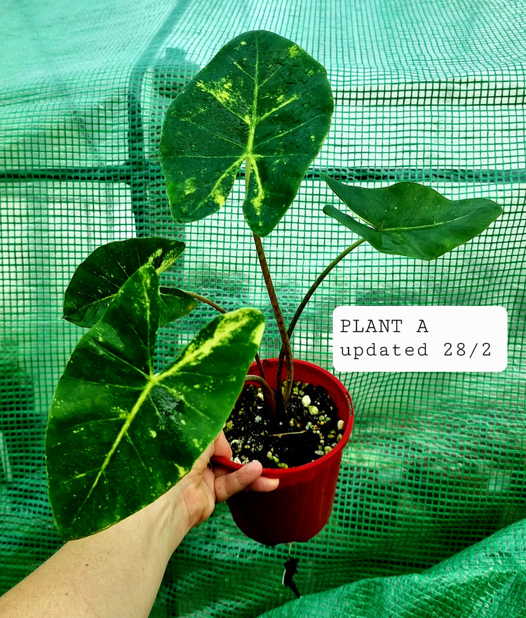 Alocasia Macrorrhiza 'New Guinea Gold'