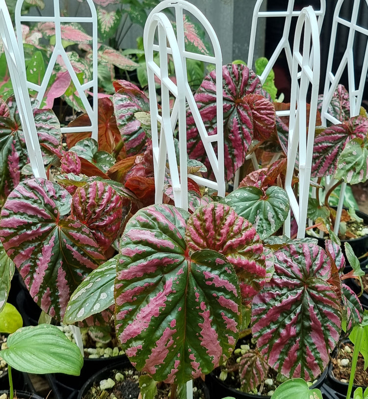 Begonia Brevirimosa