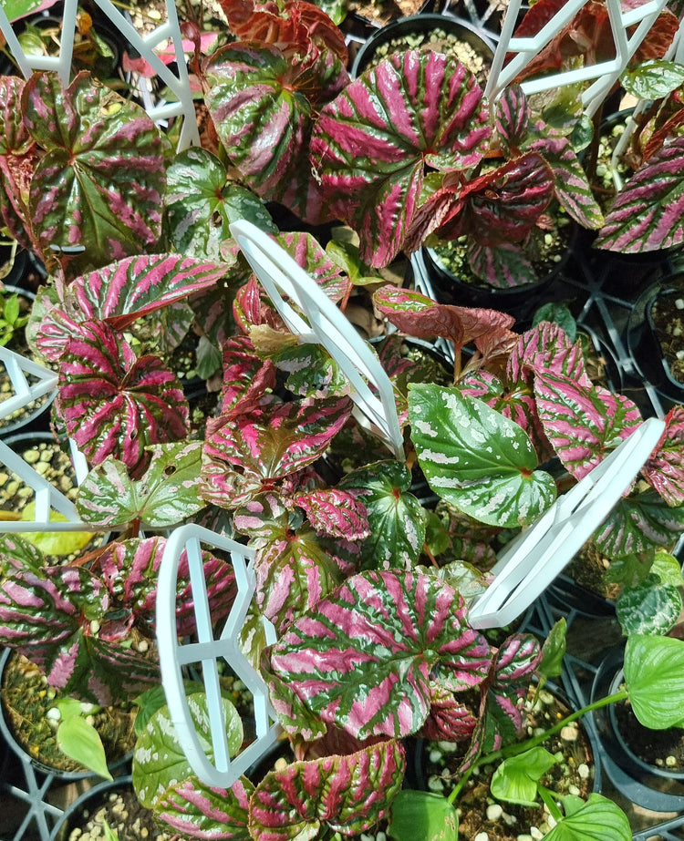 Begonia Brevirimosa