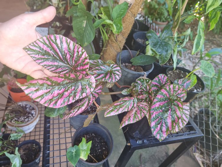 Begonia Brevirimosa