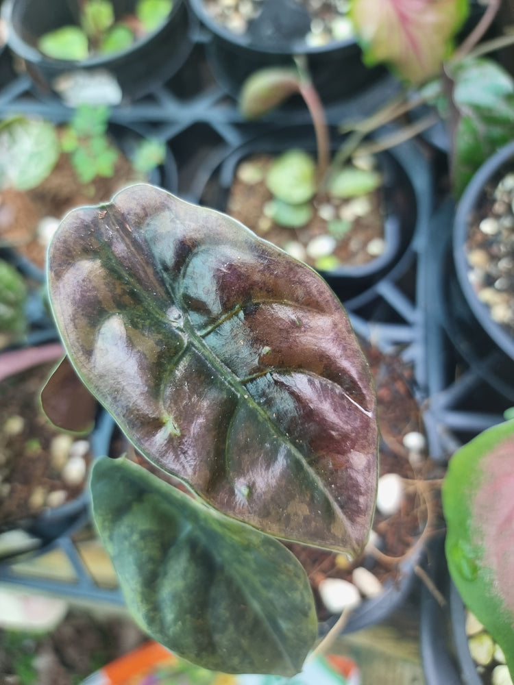 Alocasia Cuprea - Red Secret