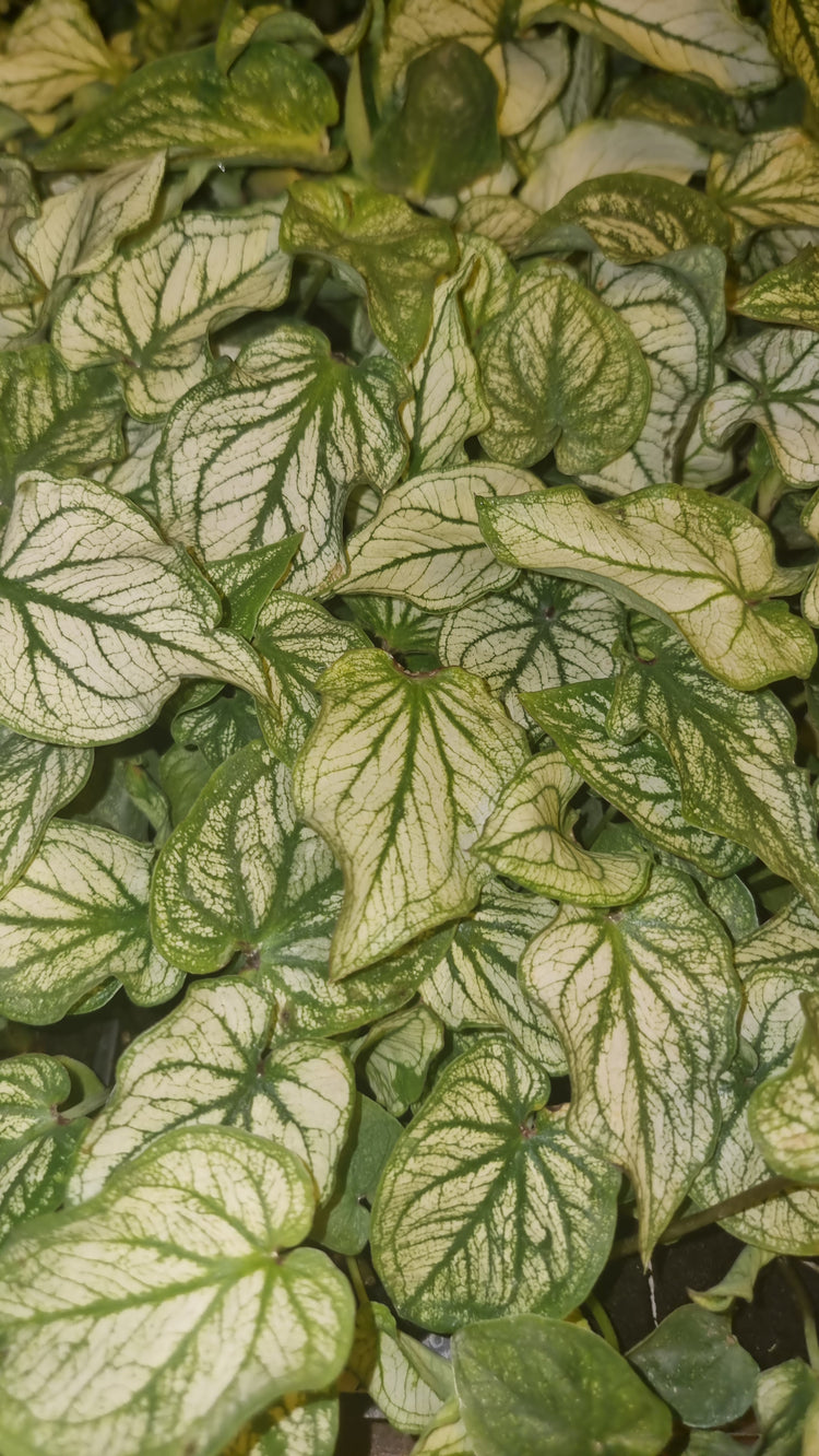 Caladium Debutane 'Angel Wings'