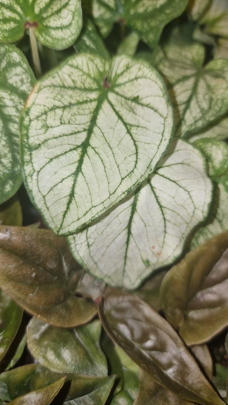 Caladium Debutane 'Angel Wings'