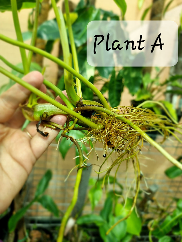 Philodendron Burle Marx Variegated