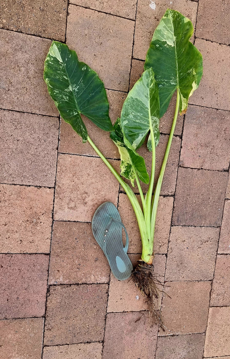 Alocasia Macrorrhiza Variegata