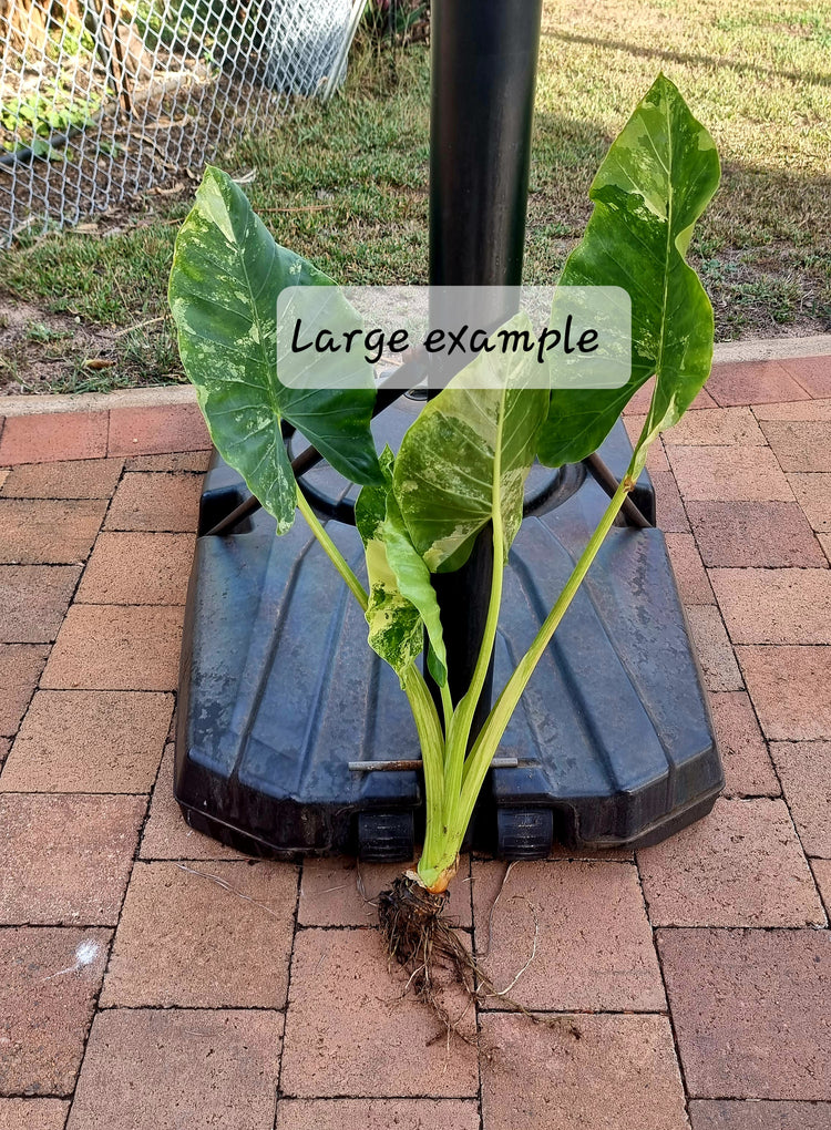 Alocasia Macrorrhiza Variegata