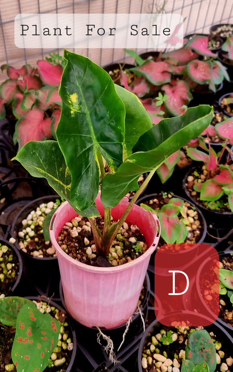 Alocasia Macrorrhiza 'New Guinea Gold'