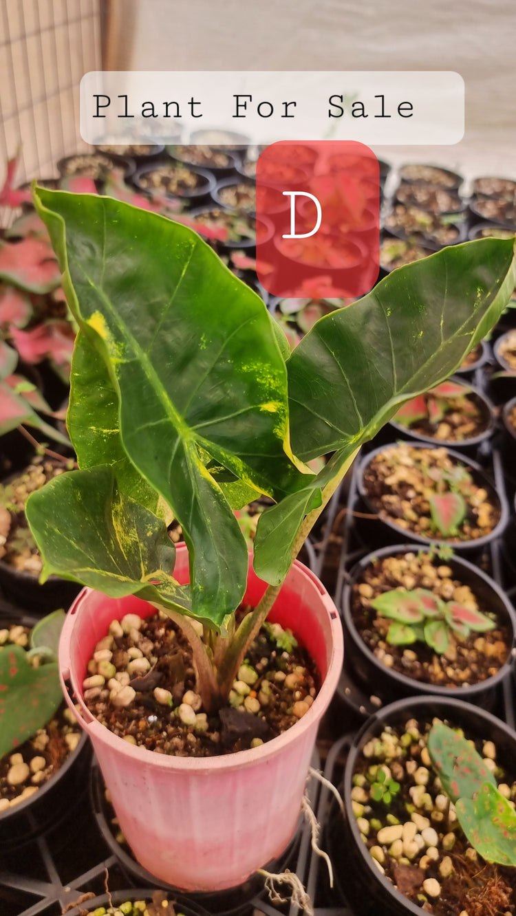 Alocasia Macrorrhiza 'New Guinea Gold'