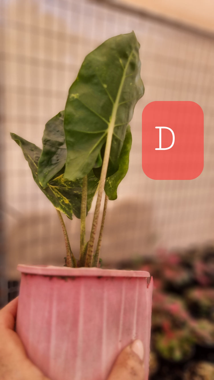 Alocasia Macrorrhiza 'New Guinea Gold'