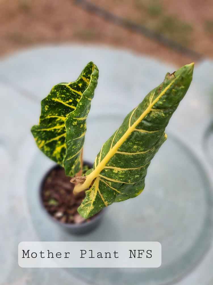 Alocasia Macrorrhiza 'New Guinea Gold'