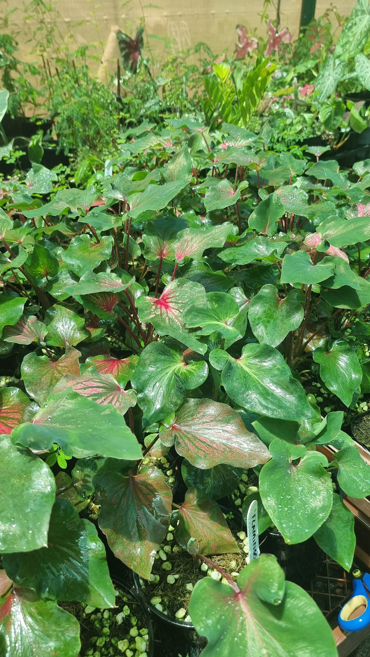 Caladium Flamingo