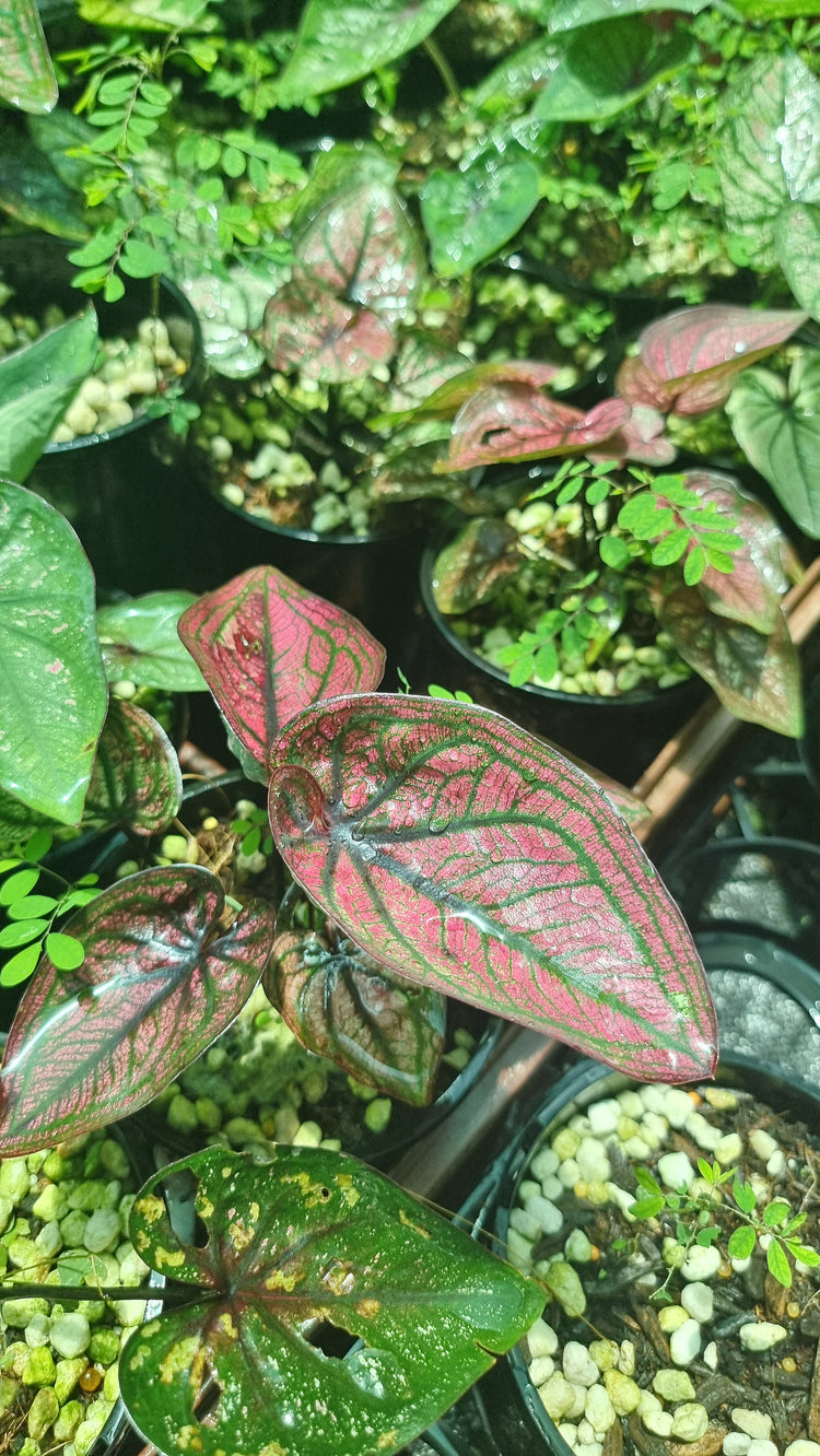 Caladium 'Good Luck'