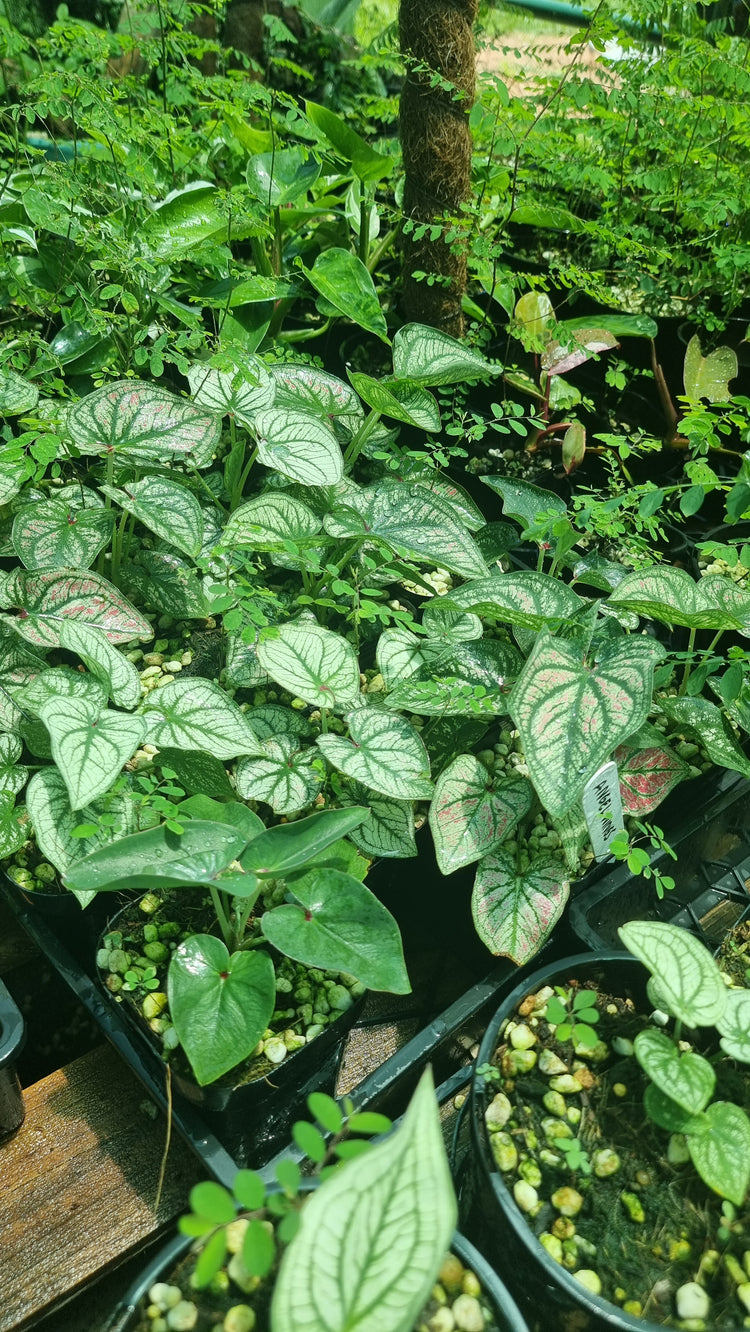 Caladium Debutane 'Angel Wings'