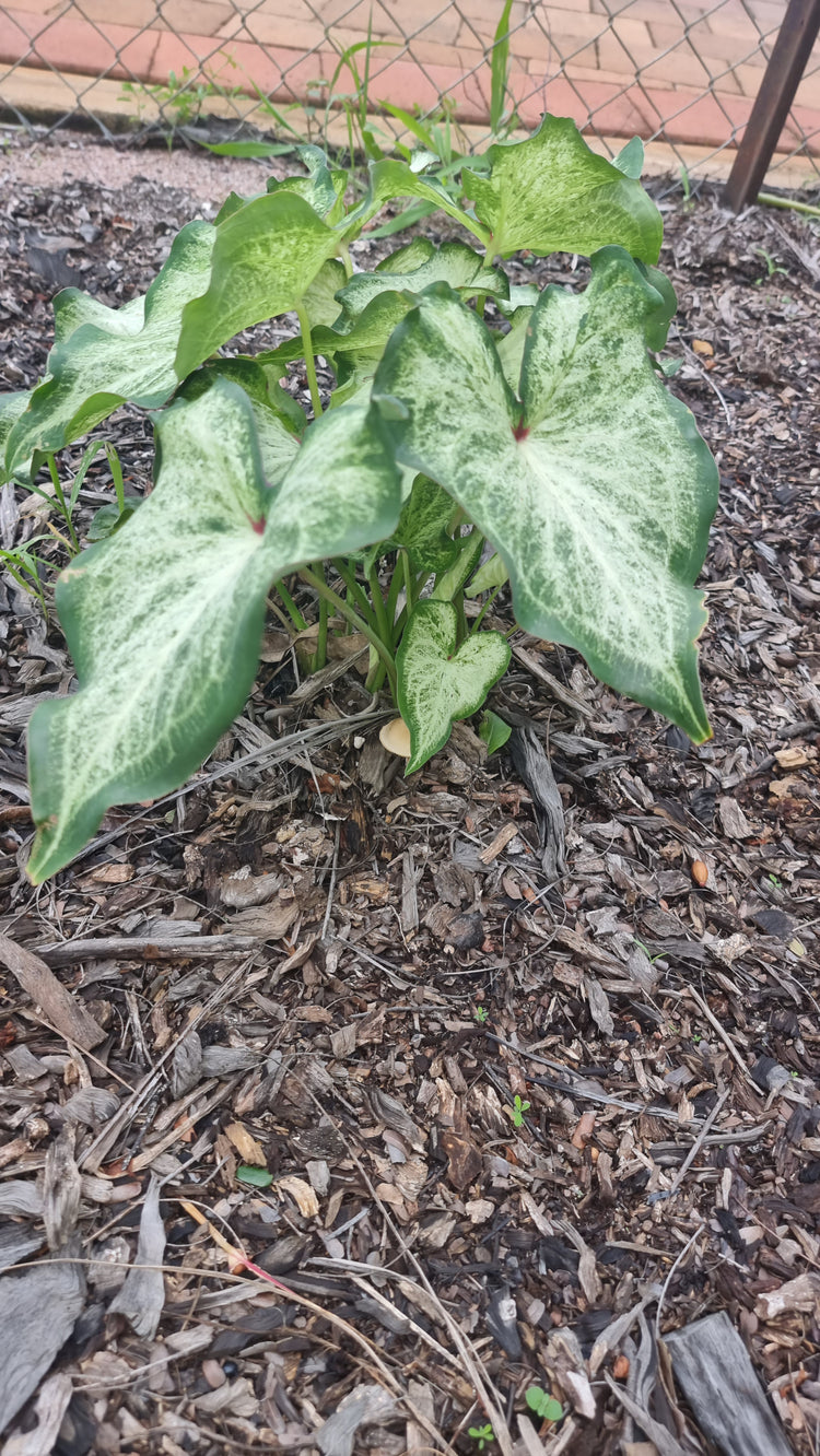 Caladium Bicolour "White Butterfly"