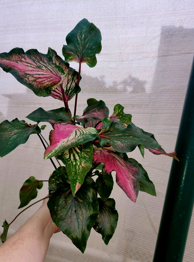 Caladium Flamingo