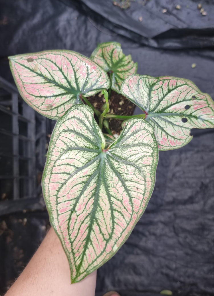 Caladium Debutane 'Angel Wings'