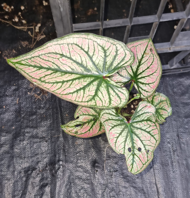 Caladium Debutane 'Angel Wings'