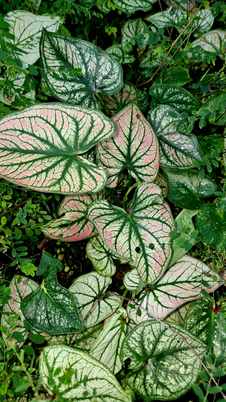 Caladium Debutane 'Angel Wings'