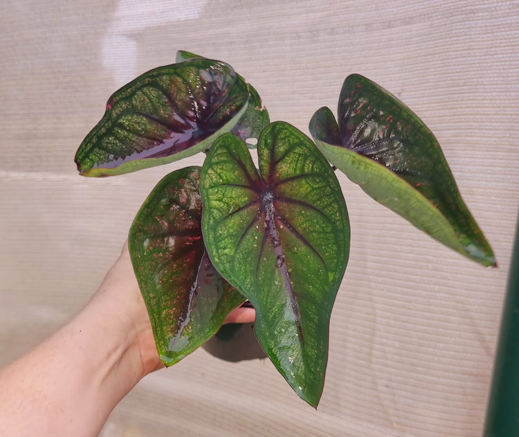 Caladium 'Good Luck'