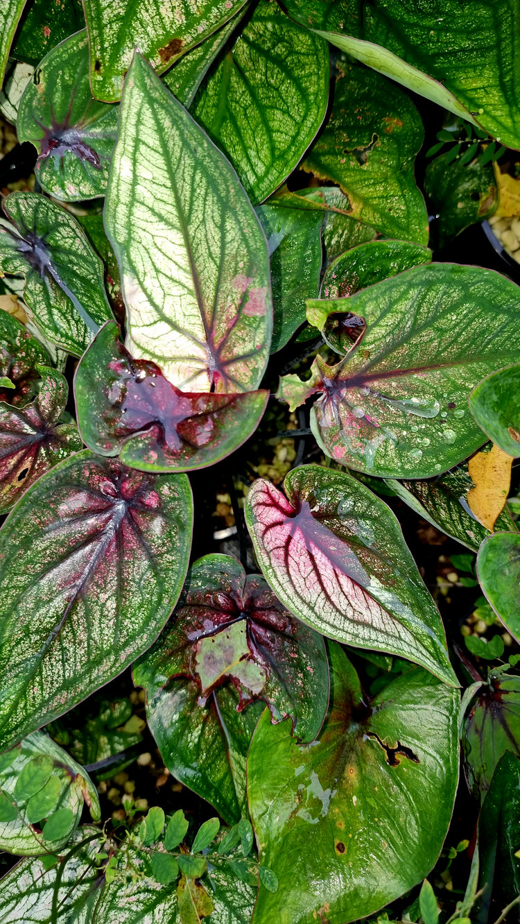 Caladium 'Good Luck'