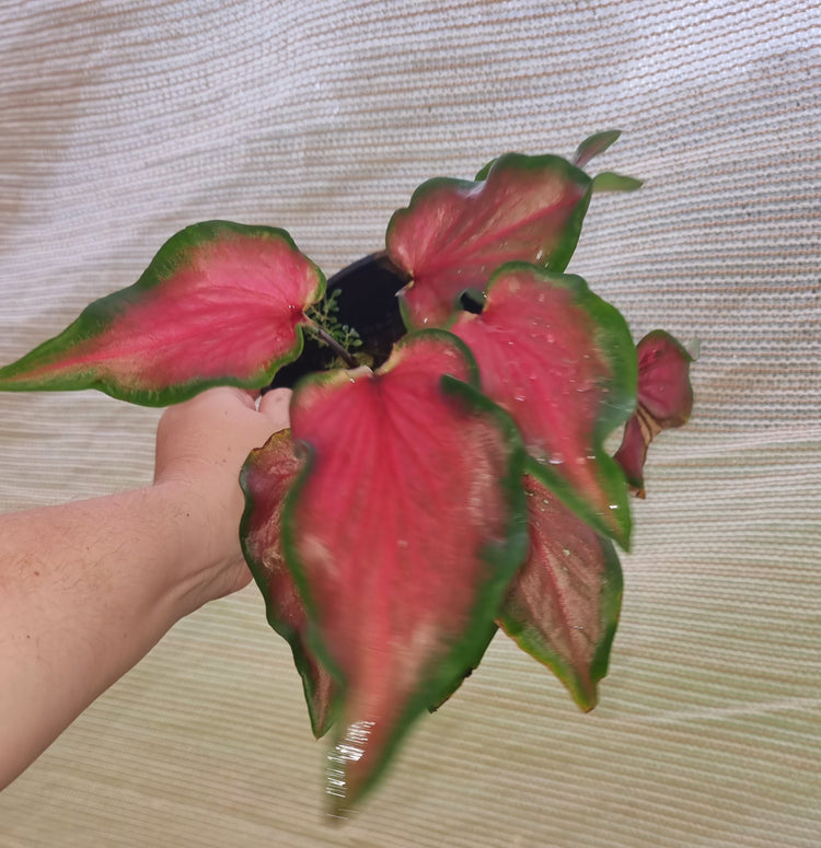 Caladium 'Dragon Heart Dwarf'