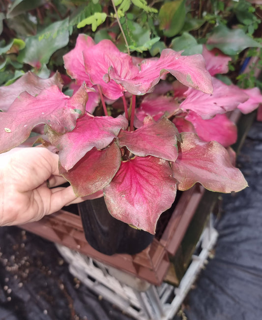 Caladium Flamingo