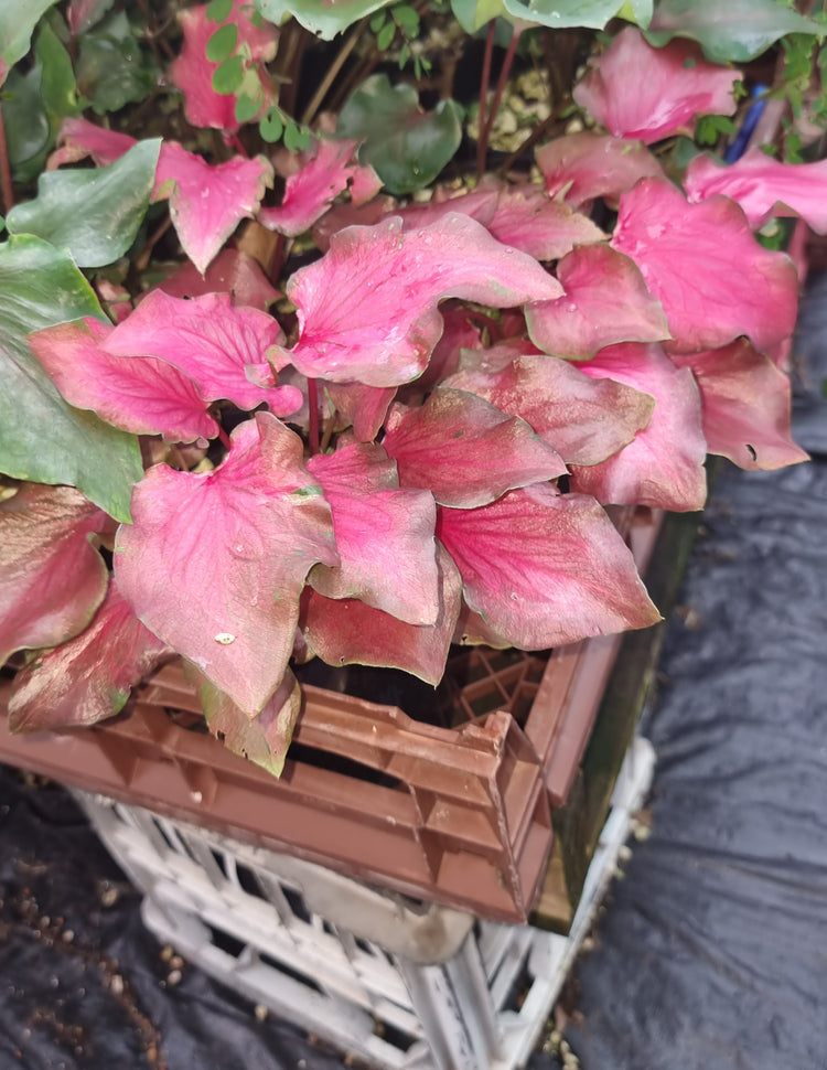 Caladium Flamingo