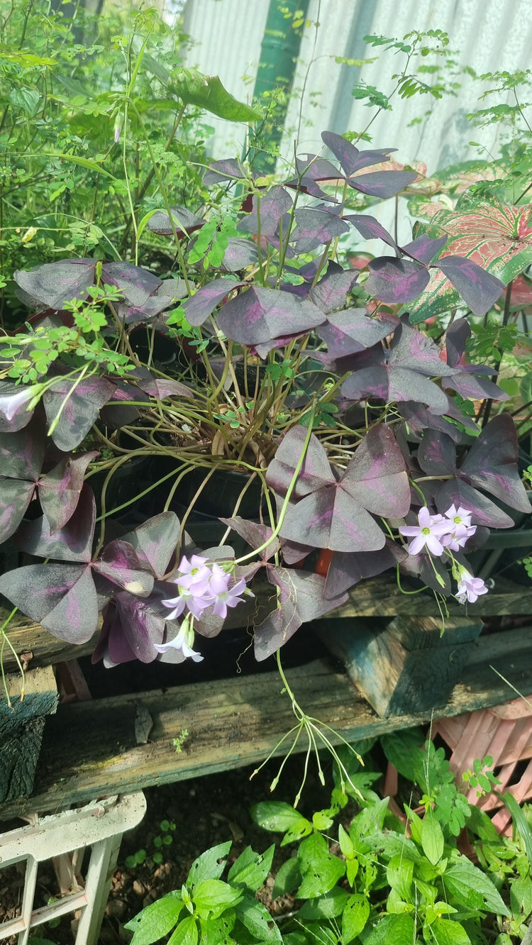 Oxalis Triangularis Bulb x 1