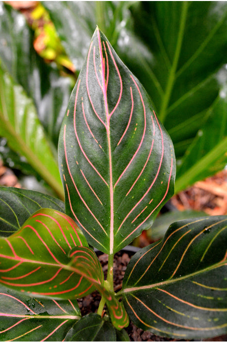 Aglaonema "Red Vein"