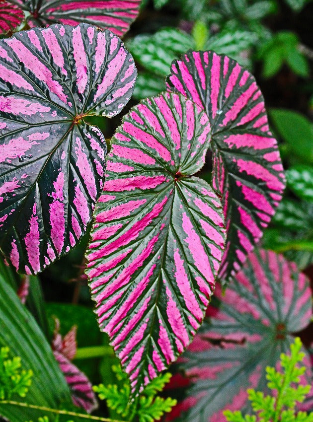 Begonia Brevirimosa