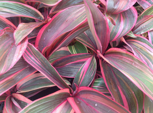 Cordyline t. Pink Champion