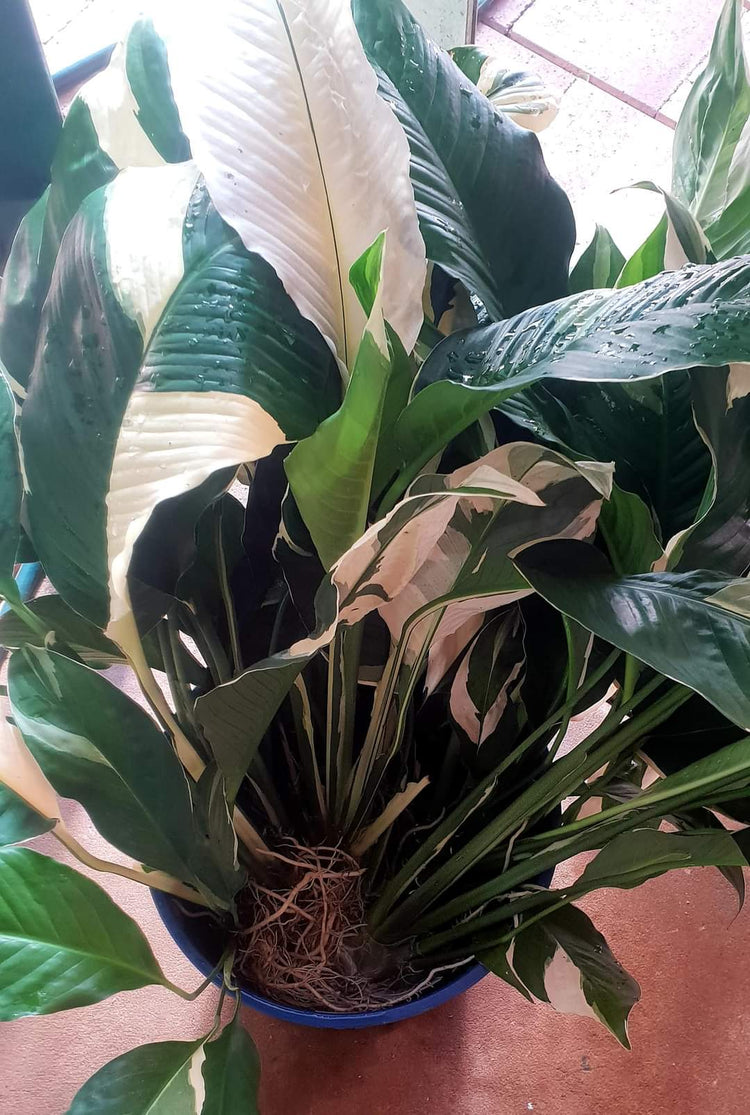 Spathiphyllum Peace Lily - Limited Stock