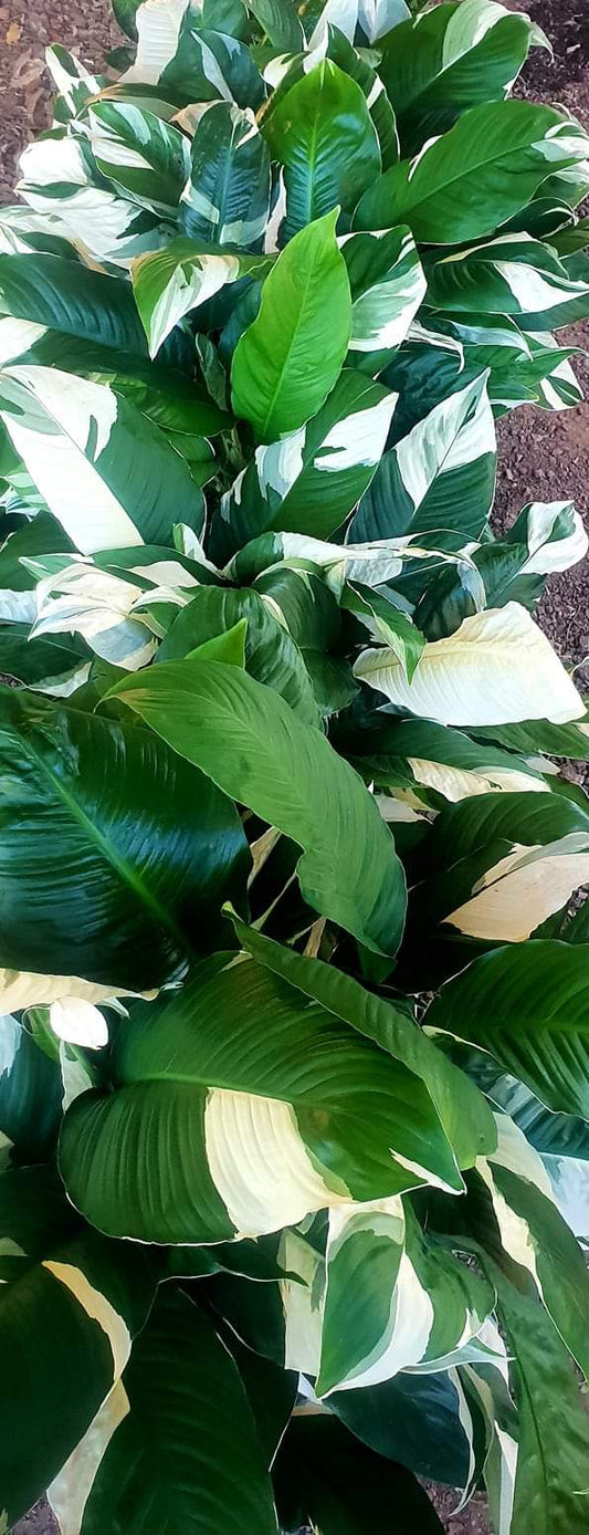 Spathiphyllum Peace Lily - Limited Stock