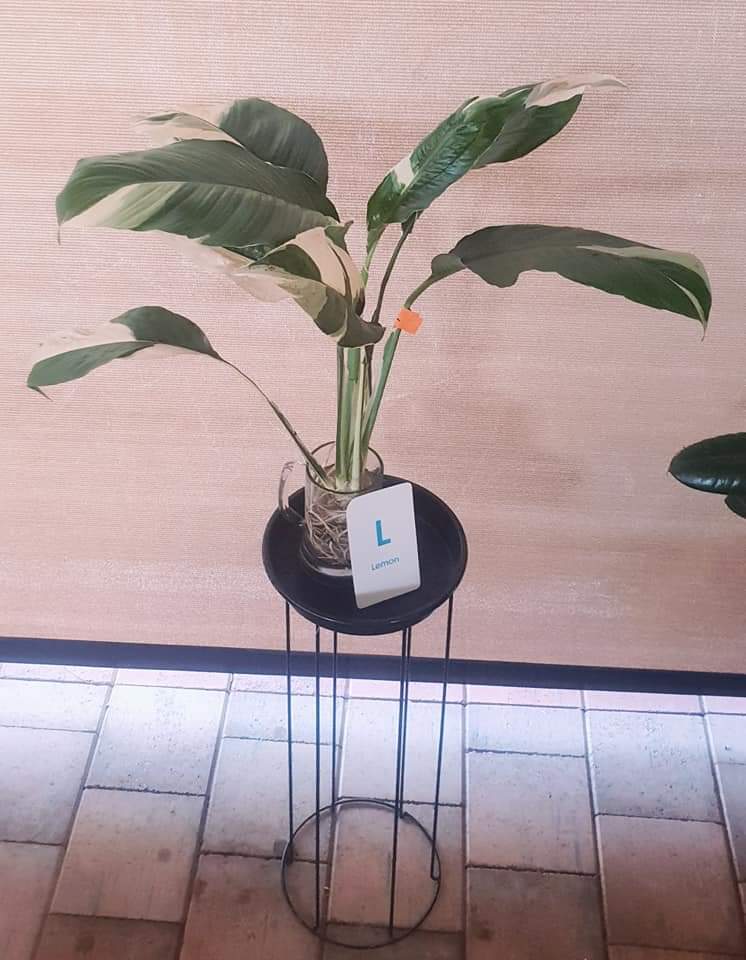 Spathiphyllum Peace Lily - Limited Stock