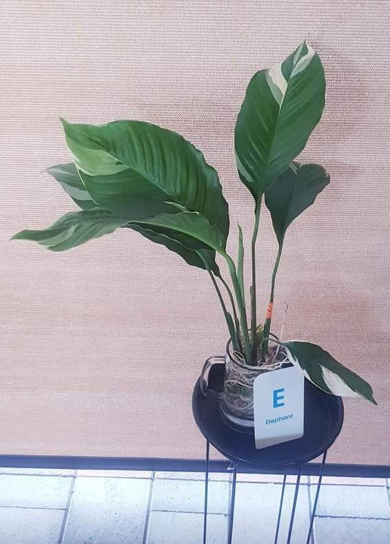 Spathiphyllum Peace Lily - Limited Stock