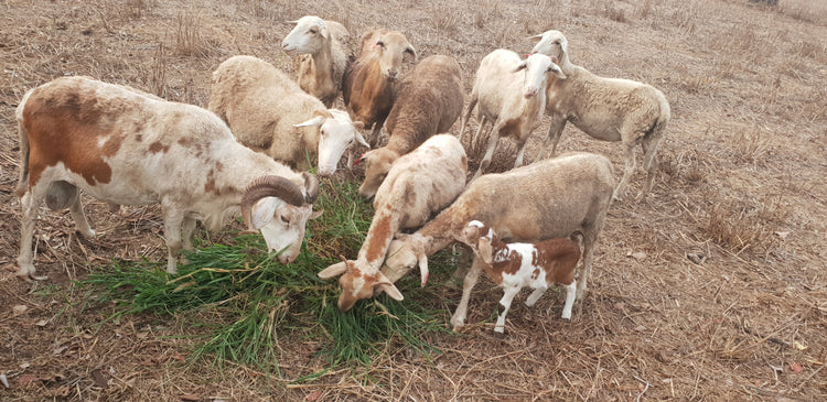 Damara Lambs