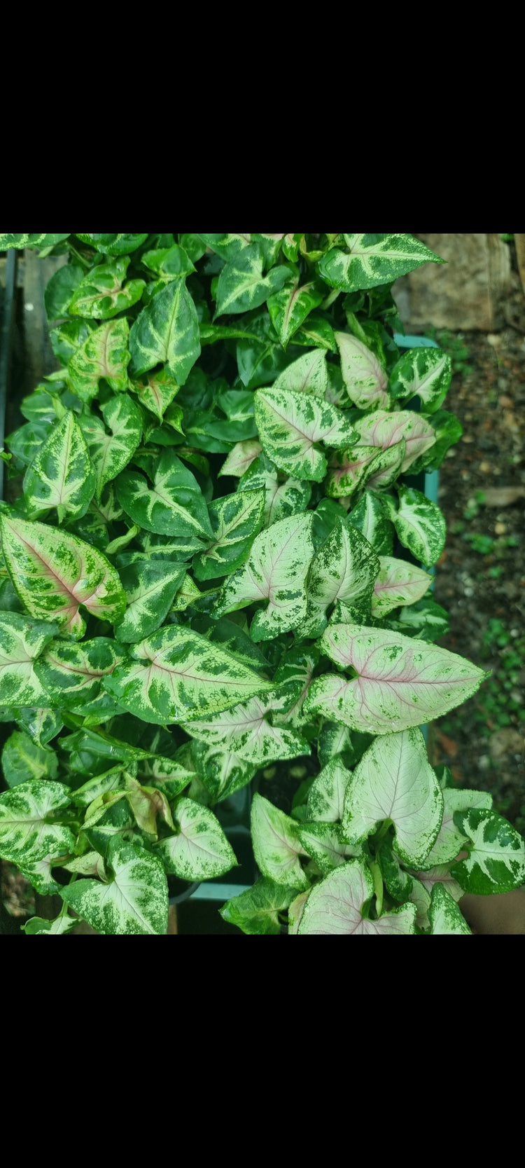 Syngonium 'Dwarf Princess'