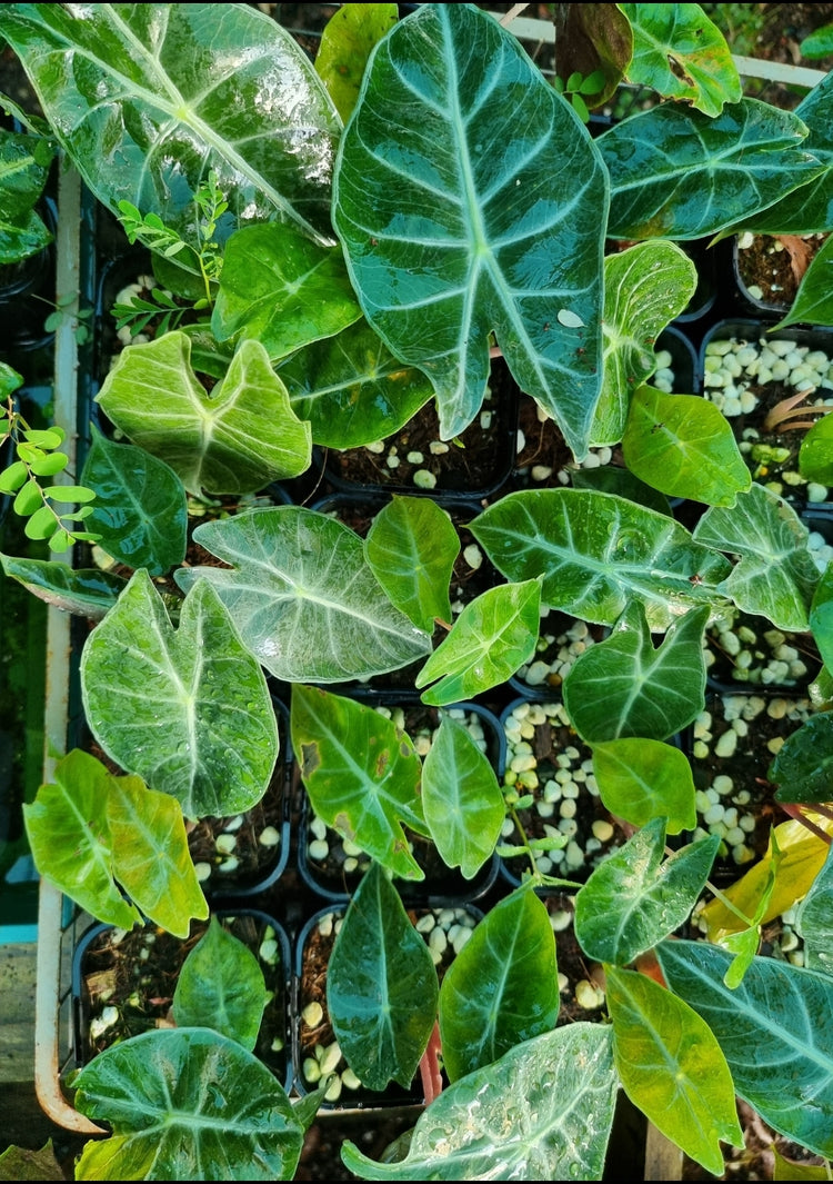 Alocasia Purple Knight