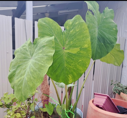 Colocasia  'Midori Sour'