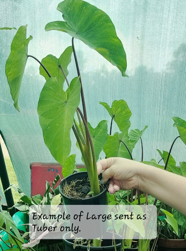 Colocasia  'Midori Sour'