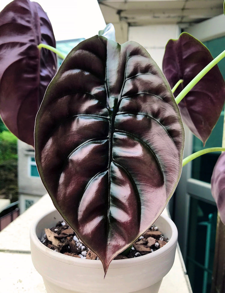 Alocasia Cuprea - Red Secret