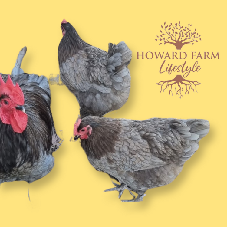 Blue Australorp Laying Hens