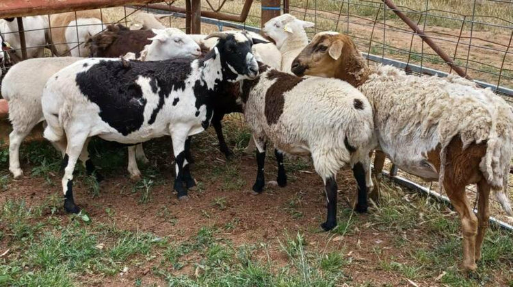 Damara Lambs